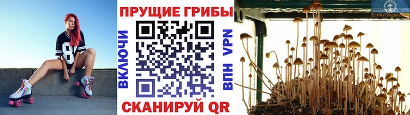 Псилоцибиновые грибы Psilocybe  купить закладку  Тара 